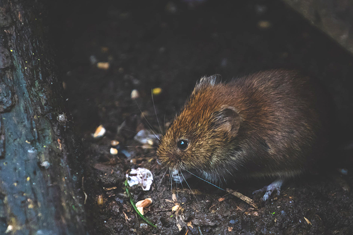 Norway, brown or sewer rat feeding on scraps on a sidewalk