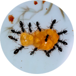 ant icon, photograph of odorous house ants swarming a glob of jelly