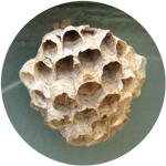 small paper wasps nest icon, photograph of a paper wasps nest
