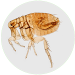 Flea icon with macroscopic image of a cat flea
