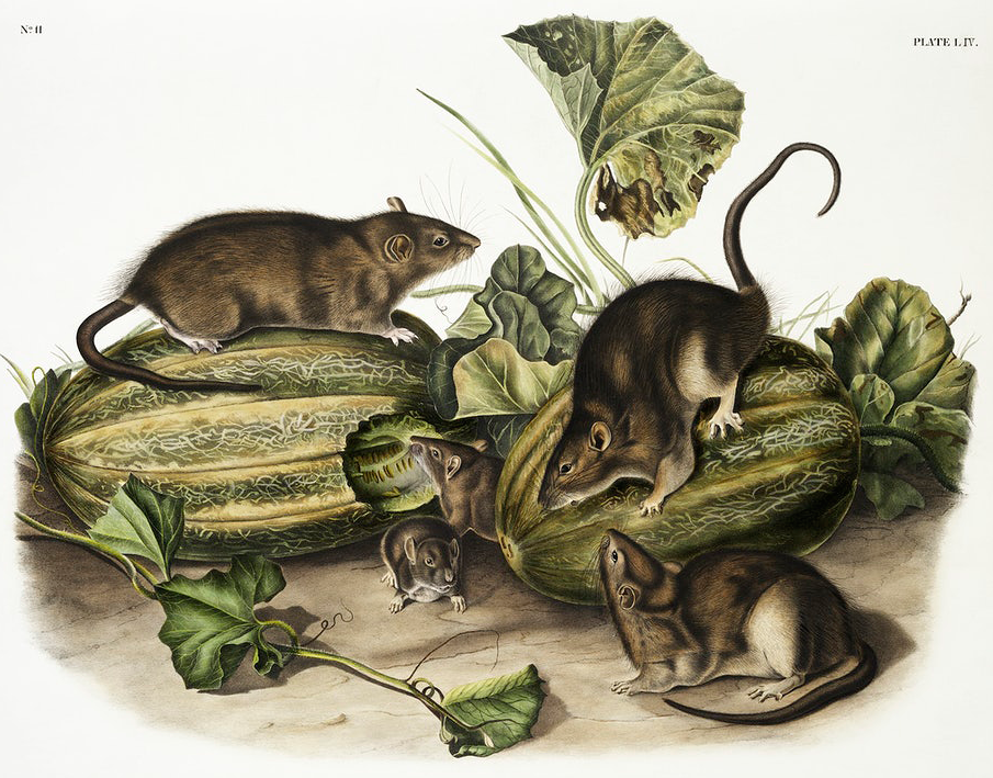 John Woodhouse 1845 illustration of Norway rat adults and juveniles atop some melons.