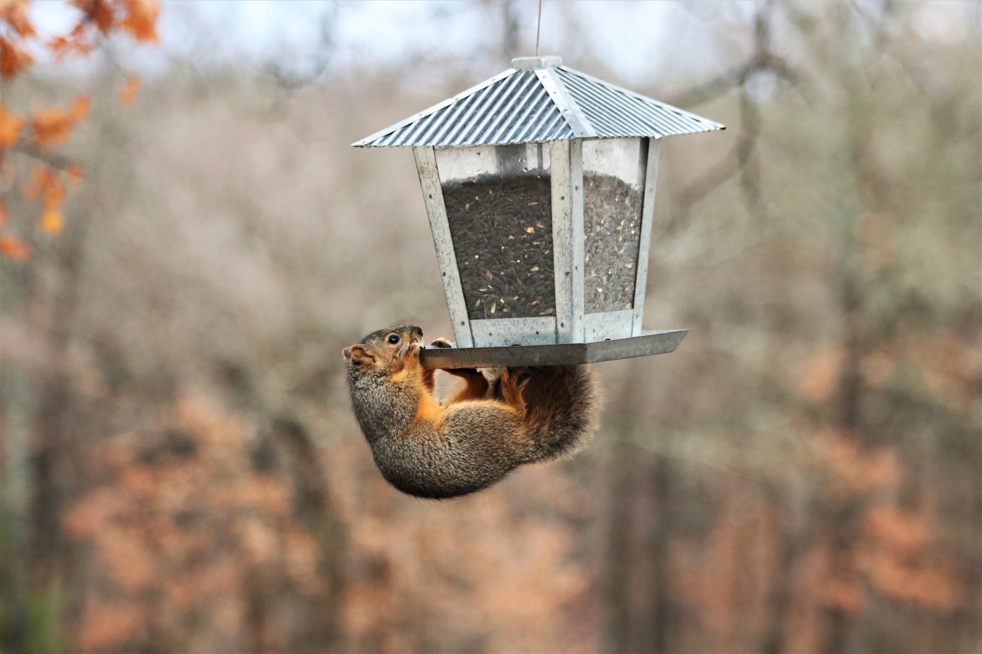 squirrel hanging upside-down on bird feeder