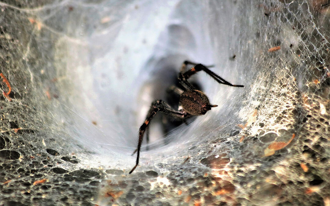 Hobo Spiders: Facts, Look-alikes and How To Get Rid of Them