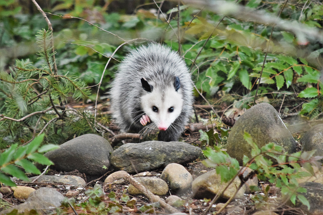 Opossum in the forest with Oregon grape