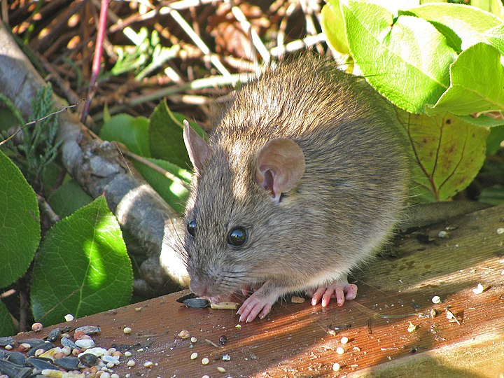 Essential Guide on Getting the Best Outdoor Rodent Control