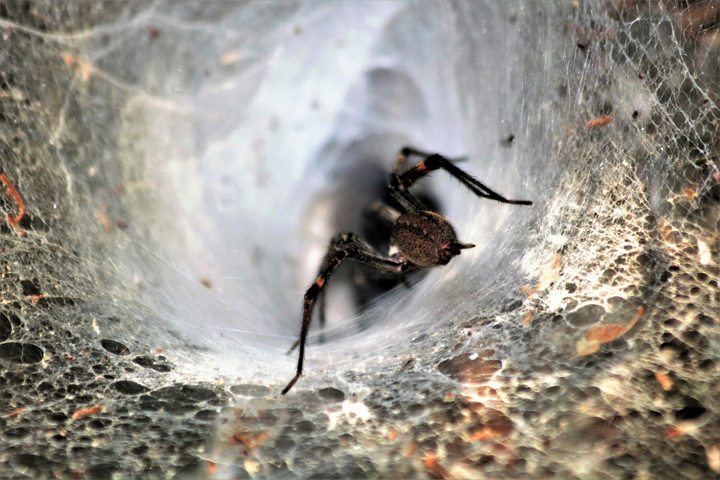 House or hobo spider in the genus tegenaria, weaving its funnel
