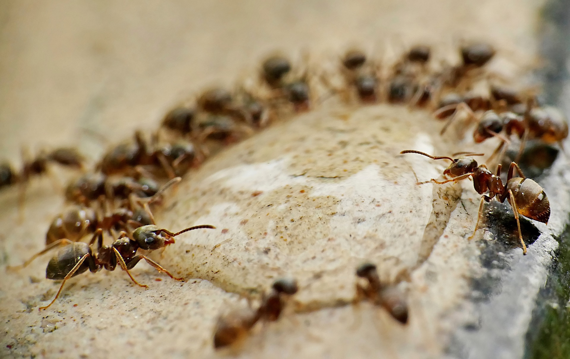 sugar ants swarming clear gel liquid