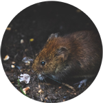 rat icon, photograph of a Norway rat on dark background