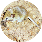 house mouse icon, photo of a house mouse adult
