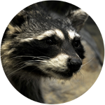 raccoon icon, photograph of a raccoon face
