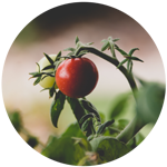 Tomato plant icon symbolizing plant health care