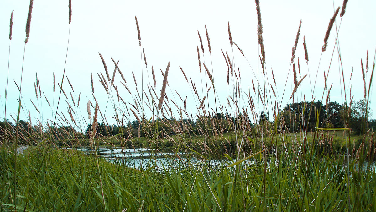 Reed canarygrass seed heads with a swamp in background