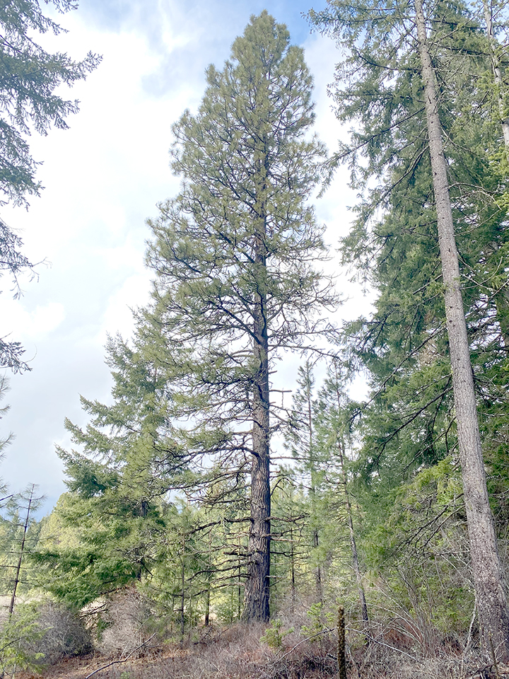 Large Ponderosa pine tree