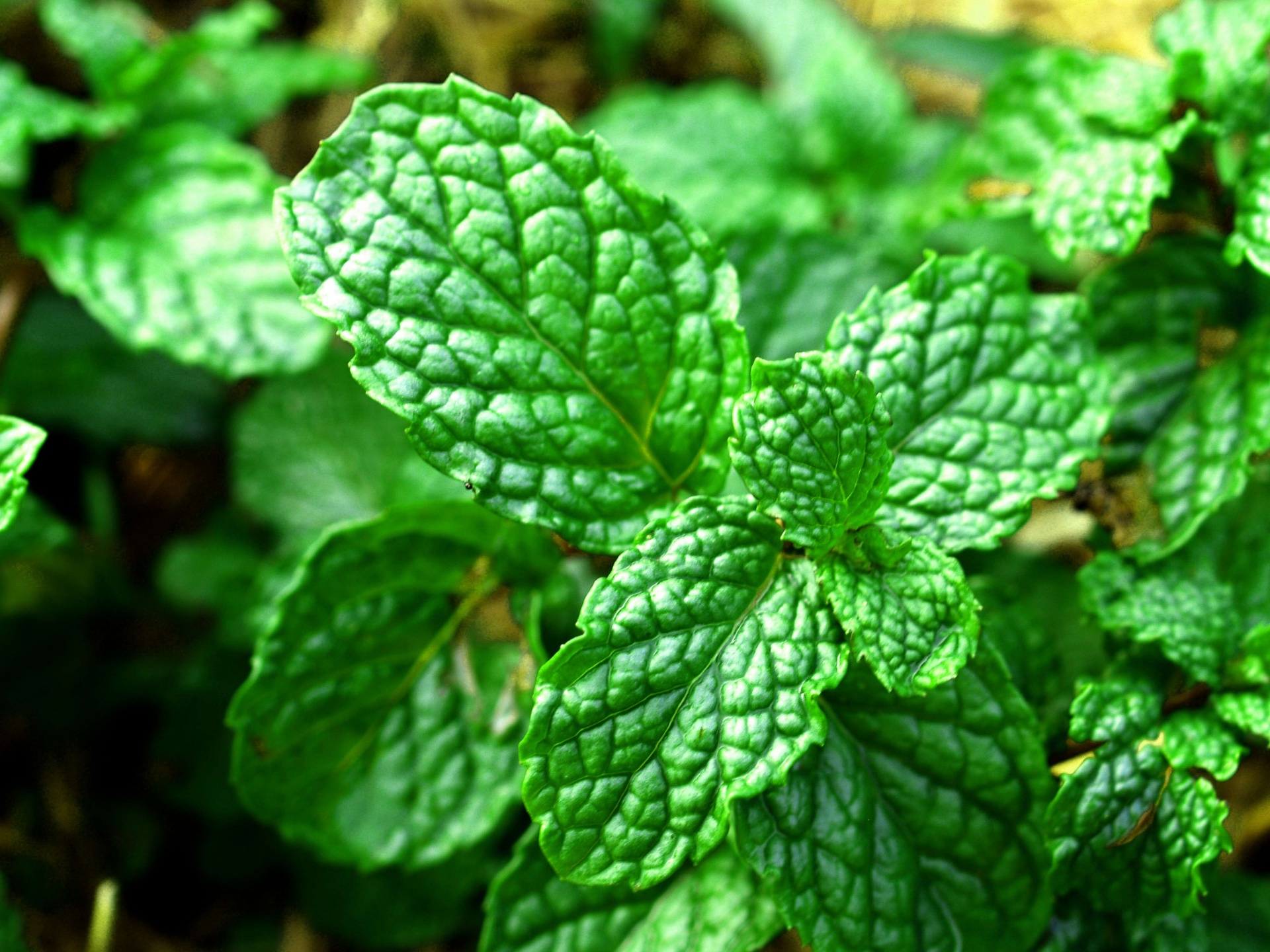 close up of fresh mint leaves