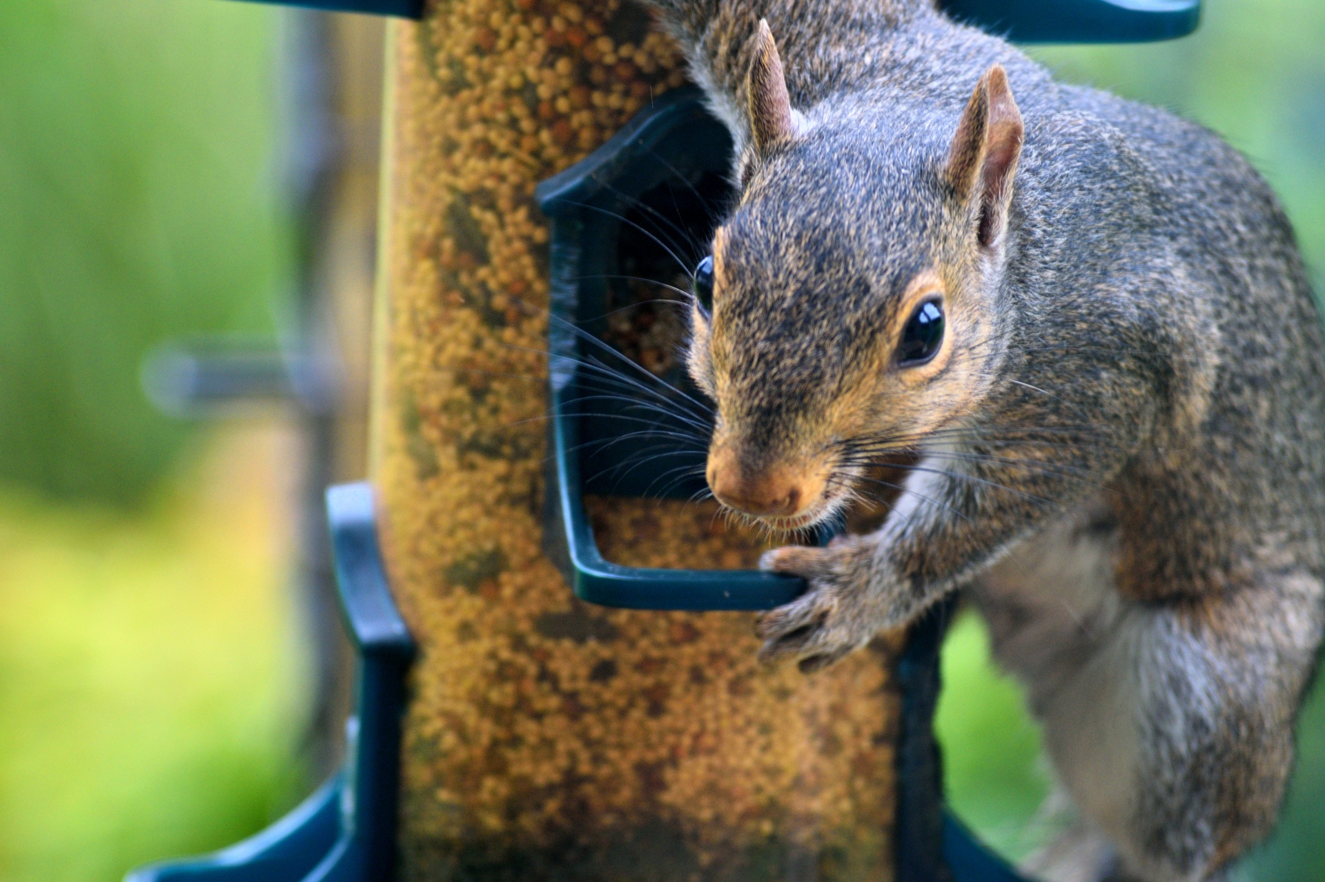 Fox squirrel at bird feeder