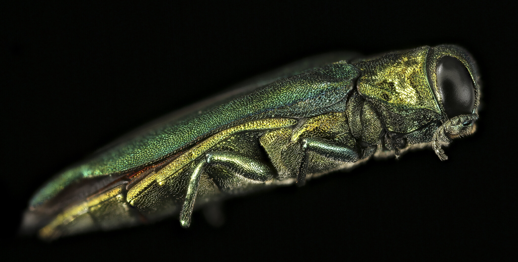 emerald ash borer close up