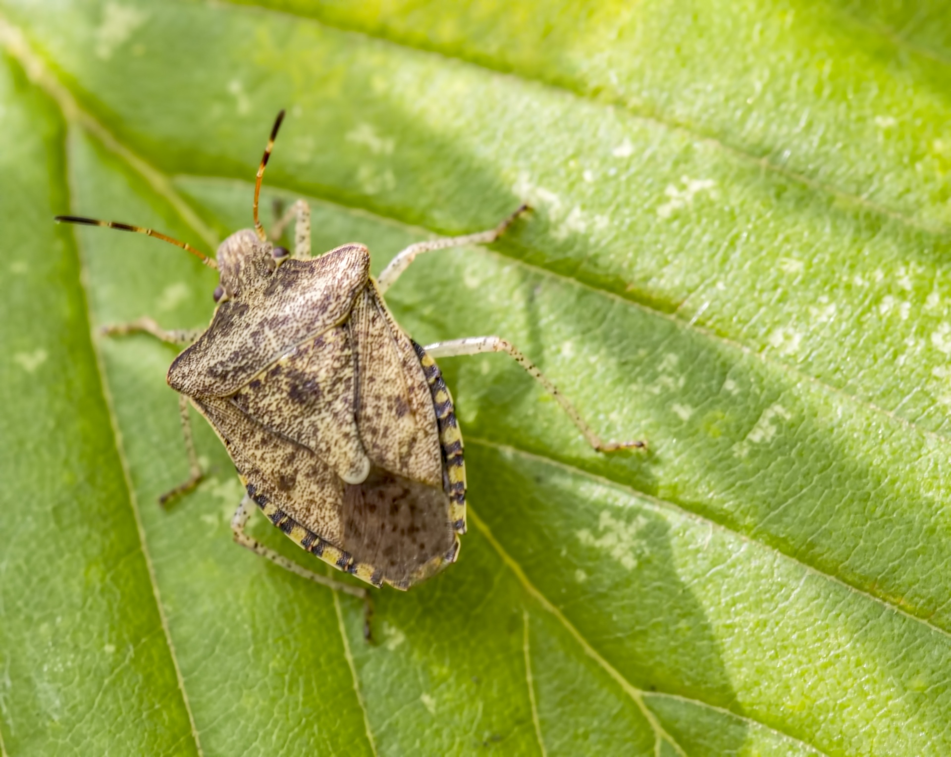 How to Get Rid of Stink Bugs With Essential Oils