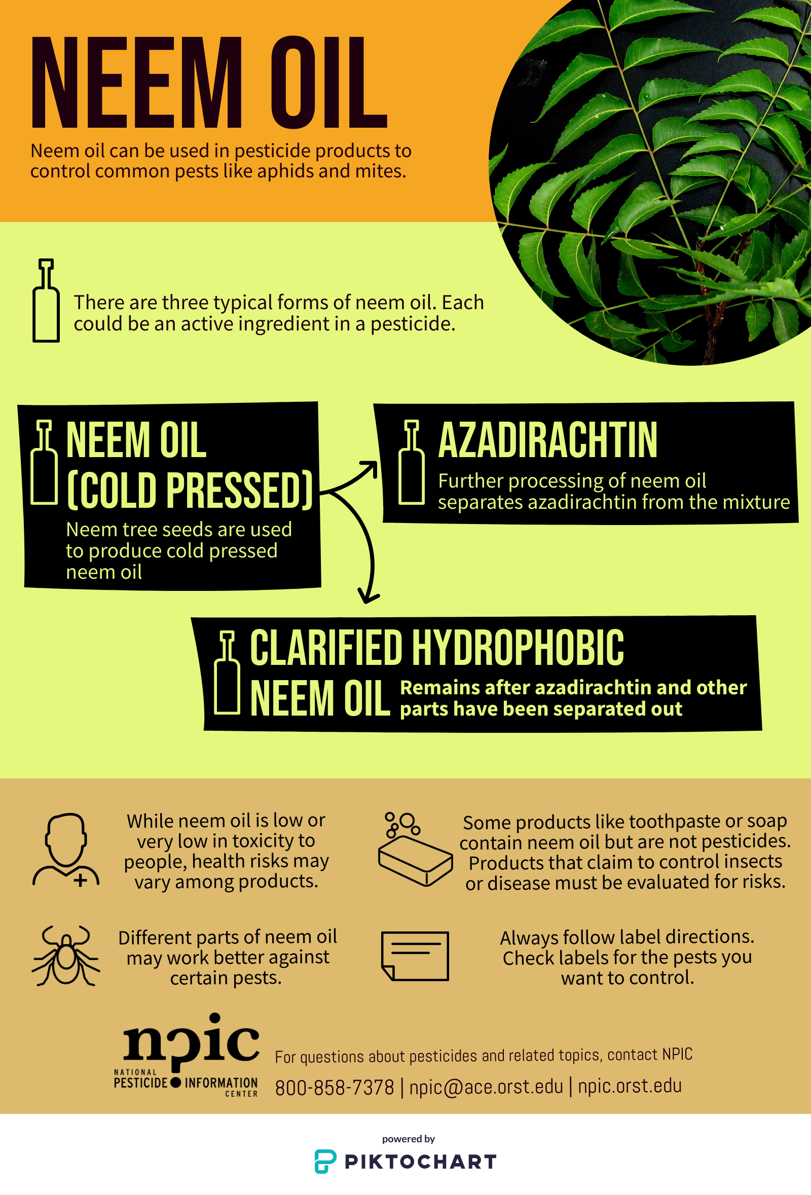 neem oil infographic
