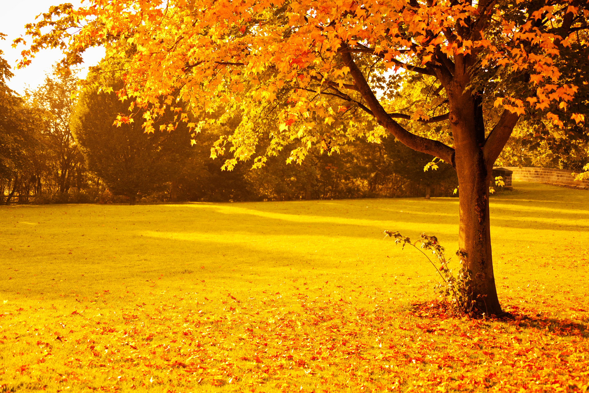 fall foliage and yellow leaves on ground