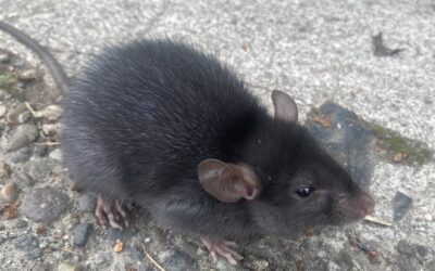 10 Ways to Get Rid of Rats without Killing Them