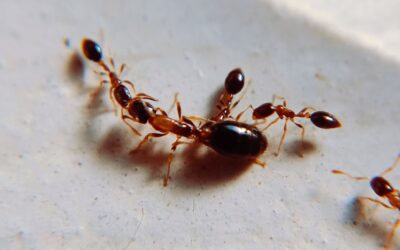 Get Rid of Ants Fast and Permanently