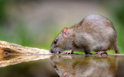 What Really Repels Rats & Mice?