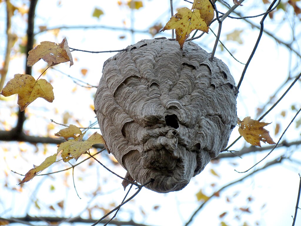 bald faced hornets nest, photo by Katja Schulz