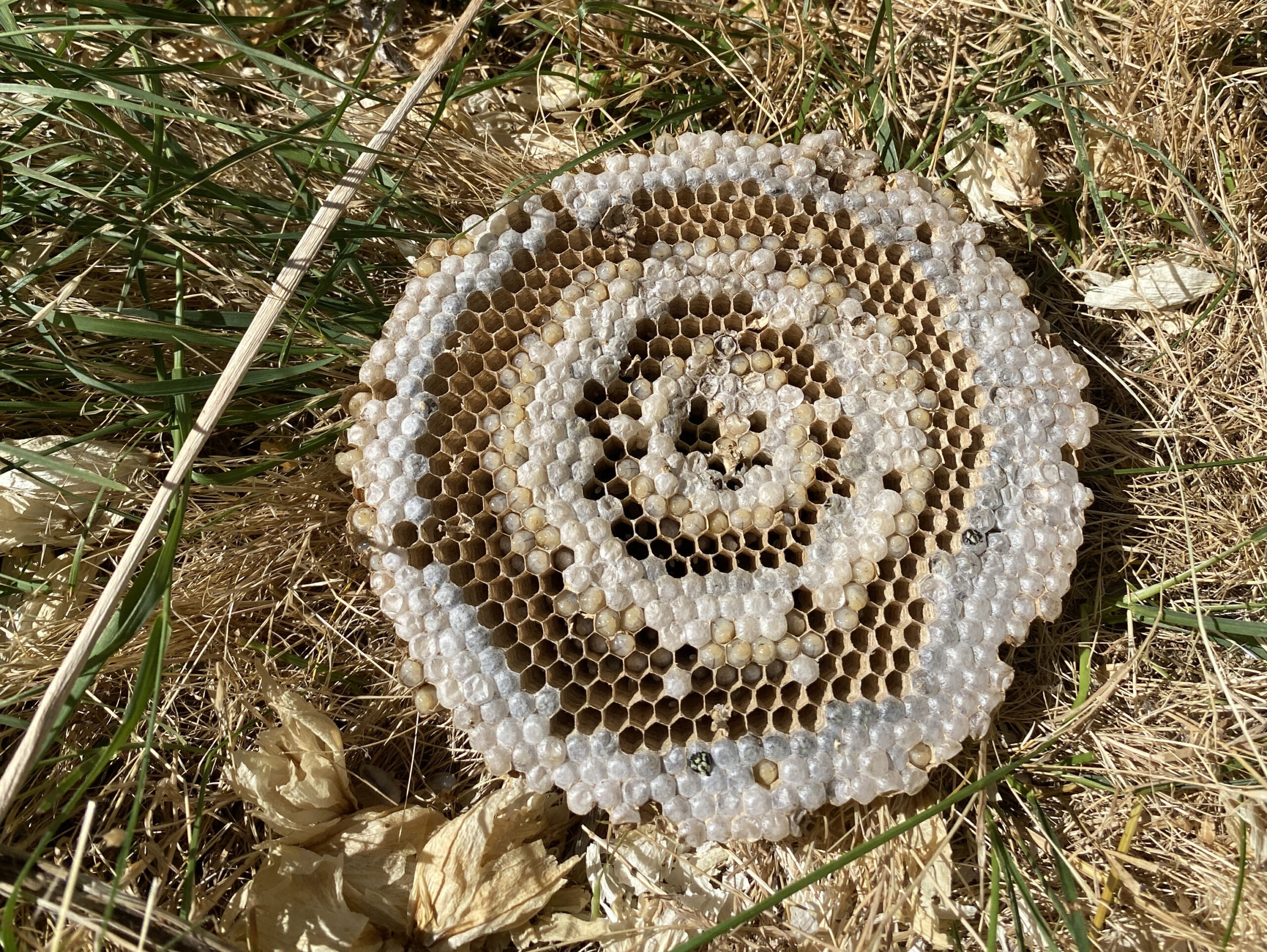 Large excavated yellow jacket nest, showing 3 concentric rings of hexagonal combs filled with white larvae