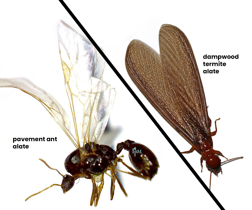 dampwood termite swarmer side-by-side photos with pavement ant swarmer showing difference in lengths of thir two sets of wings