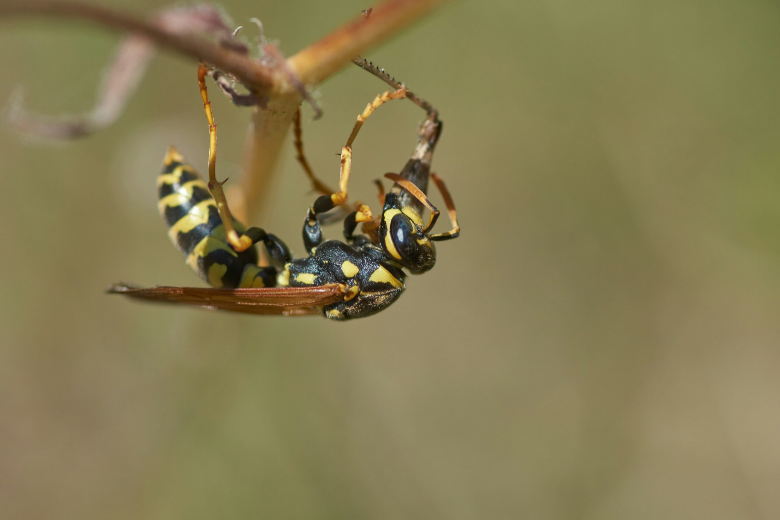 How to Get Rid of Wasps and Yellow Jackets Naturally